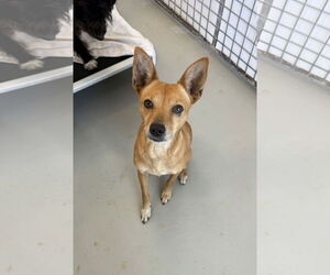 Rat Terrier-Whippet Mix Dogs for adoption in Chico, CA, USA