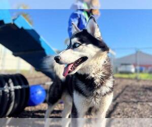 Siberian Husky-Unknown Mix Dogs for adoption in Petaluma, CA, USA