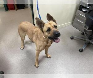 German Shepherd Dog-Unknown Mix Dogs for adoption in Pasadena, CA, USA