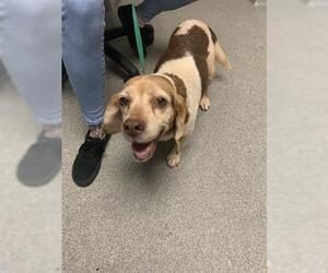 Beagle Dogs for adoption in Palmetto, FL, USA