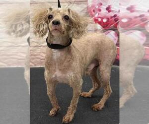 Poodle (Miniature) Dogs for adoption in Westminster, MD, USA