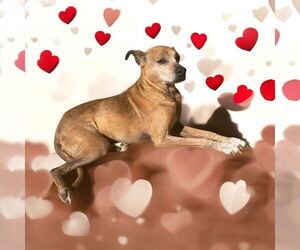 Mutt Dogs for adoption in Lexington, SC, USA