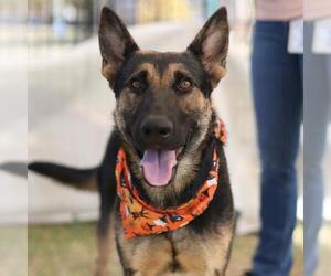 German Shepherd Dog-Unknown Mix Dogs for adoption in San Antonio, TX, USA