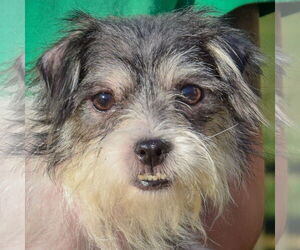 Shih Tzu-Unknown Mix Dogs for adoption in Huntley, IL, USA