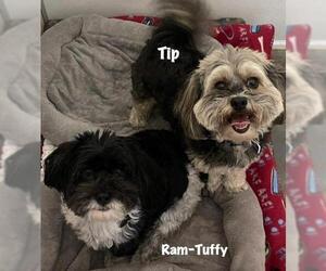 Havanese Dogs for adoption in St. George, UT, USA