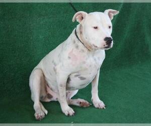 Medium Photo #1 American Pit Bull Terrier-Unknown Mix Puppy For Sale in Hanford, CA, USA