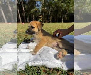 German Shepherd Dog-Unknown Mix Dogs for adoption in The Woodlands, TX, USA