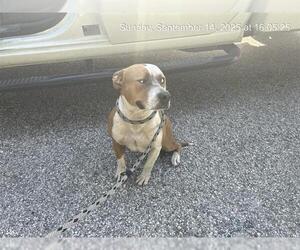 American Pit Bull Terrier Dogs for adoption in Ocala, FL, USA