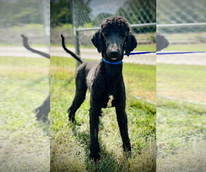 Poodle (Standard)-Unknown Mix Dogs for adoption in Pacolet, SC, USA