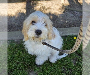 Lhasa Apso-Unknown Mix Dogs for adoption in Long Beach, CA, USA