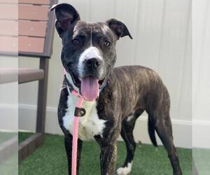 American Pit Bull Terrier Dogs for adoption in Camarillo, CA, USA