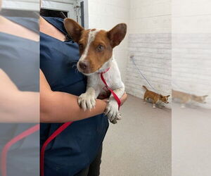 Mutt Dogs for adoption in San Bernardino, CA, USA