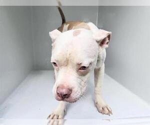 Mutt Dogs for adoption in Houston, TX, USA