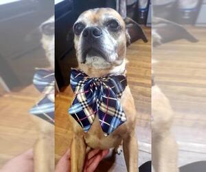 Puggle Dogs for adoption in Centreville, VA, USA