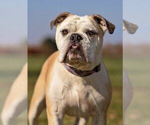 Bulldog Dogs for adoption in Landenberg, PA, USA