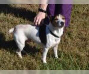 Small Jack Russell Terrier Mix