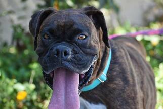 Boxer Dogs for adoption in Alameda, CA, USA