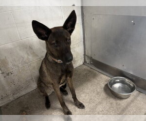 Mutt Dogs for adoption in San Bernardino, CA, USA