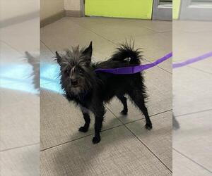Chihuahua-Unknown Mix Dogs for adoption in Rancho Cucamonga, CA, USA