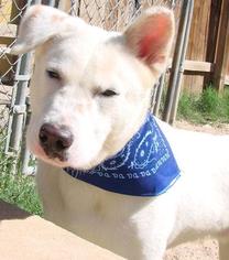 Medium Photo #1 Labrador Retriever-Unknown Mix Puppy For Sale in Lago Vista, TX, USA