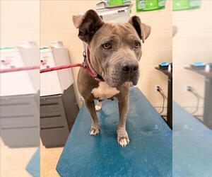 Mutt Dogs for adoption in Mobile, AL, USA