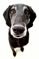 Basset Hound-Labrador Retriever Mix Dogs for adoption in Spokane, WA, USA