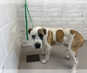 Mutt Dogs for adoption in San Bernardino, CA, USA