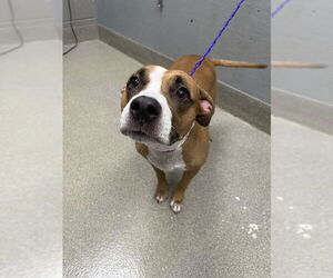 American Pit Bull Terrier-Unknown Mix Dogs for adoption in Las Vegas, NV, USA