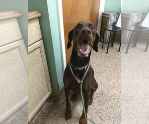 Doberman Pinscher Dogs for adoption in Martinsburg, WV, USA