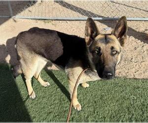 German Shepherd Dog Dogs for adoption in HESPERIA, CA, USA
