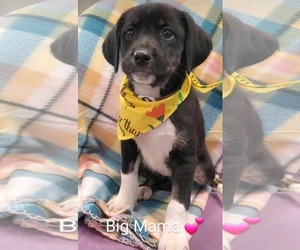 Shepradors Dogs for adoption in SHERBURNE, NY, USA