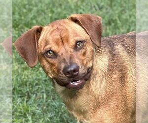 Mutt Dogs for adoption in Yardley, PA, USA