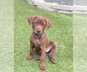 Mutt Dogs for adoption in Fort Worth, TX, USA