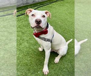 Mutt Dogs for adoption in San Francisco, CA, USA