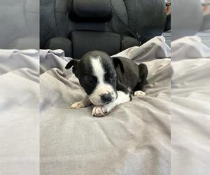 American Pit Bull Terrier Dogs for adoption in Stockton, CA, USA