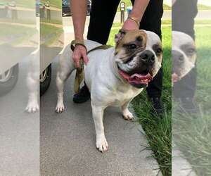 Bulldog Dogs for adoption in Stephens City, VA, USA