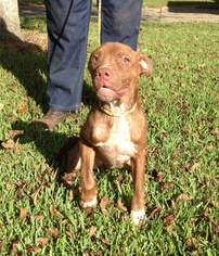 Medium Photo #1 American Pit Bull Terrier-Unknown Mix Puppy For Sale in Slidell, LA, USA