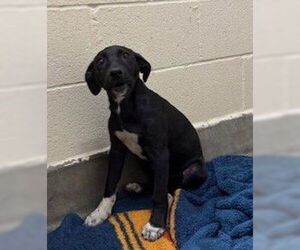 Labrador Retriever-Unknown Mix Dogs for adoption in Upland, CA, USA