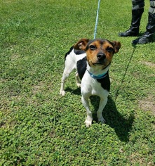 Raggle Dogs for adoption in Von Ormy, TX, USA