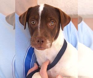 Jack-Rat Terrier Dogs for adoption in Carrollton, TX, USA