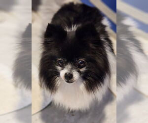 Pomeranian Dogs for adoption in Walnutport, PA, USA