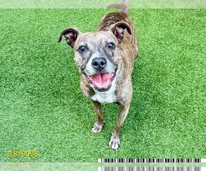 Plott Hound-Unknown Mix Dogs for adoption in West Palm Beach, FL, USA