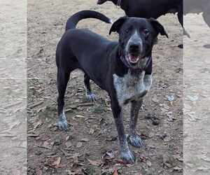Labrador Retriever-Unknown Mix Dogs for adoption in Munford, TN, USA