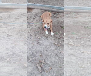 Beagle Dogs for adoption in New Orleans, LA, USA