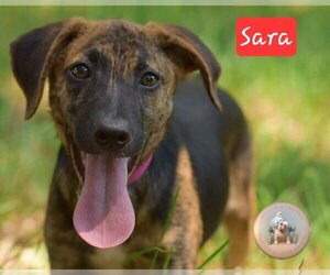 Mutt Dogs for adoption in Pensacola, FL, USA