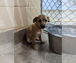 Chug Dogs for adoption in Grafton, WI, USA
