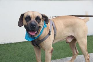 Mastiff Dogs for adoption in West Palm Beach, FL, USA