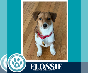 Mutt Dogs for adoption in Kimberton, PA, USA