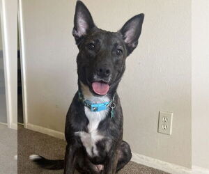 Mutt Dogs for adoption in Chico, CA, USA