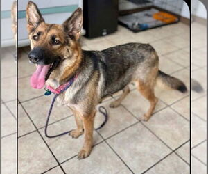 German Shepherd Dog Dogs for adoption in Benton, PA, USA